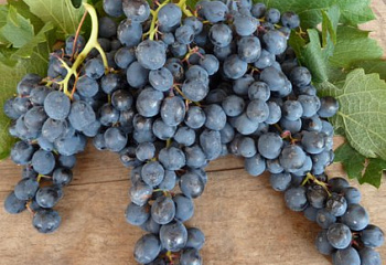 Виноград винный Vitis vinifera Saperavi