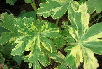 Герань Geranium Variegata 