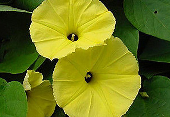 Ипомея Ipomoea Chinese Yellow 