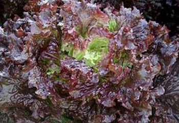 Салат Lettuce Barbados 
