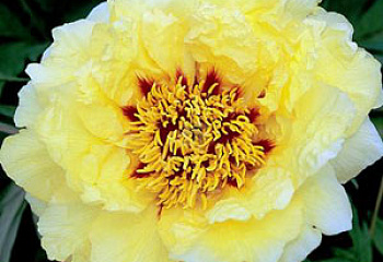 пион древовидный Alhambra 