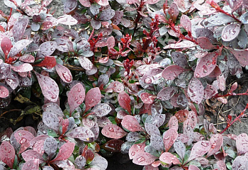 Барбарис Тунберга Berberis thunbergii Dart's Red Lady 
