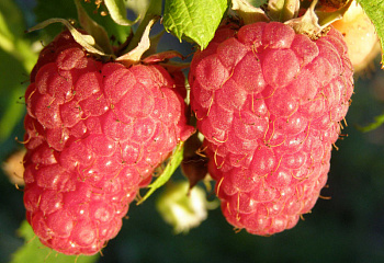 Малина обыкновенная Rúbus idáeus Брянское диво