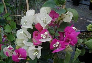 Бугенвиллия или Бумажный цветок  Bougainvillea Snowcap Multi 