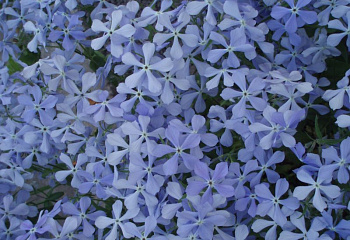 Флокс Phlox Blue Perfume 