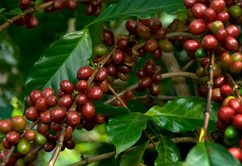 Кофейное дерево Coffee Mundo Novo 