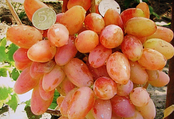 Виноград плодовый Vitis vinifera Тасон