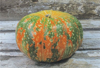 Тыква Squash Iran Squash 