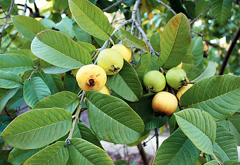 Гуава обыкновенная Psidium guajava Detwiler 