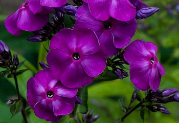 Флокс Phlox Aida 