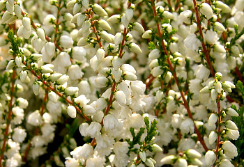 фото: Вереск Calluna Long White Вереск Calluna Long White
