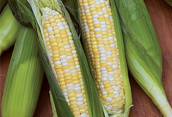 Кукуруза Sweetcorn King Kool Hybrid 