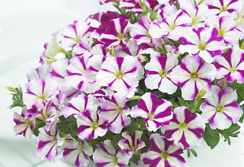 Петуния Petunia Picobella Rose Star 