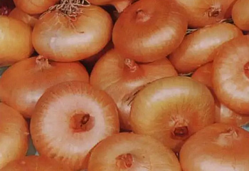 Лук Оnion Chipolla Di Rovato 