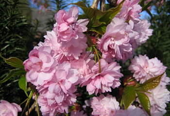 Вишня - сакура Prunus serrulata Kiku-shidare-zakura 