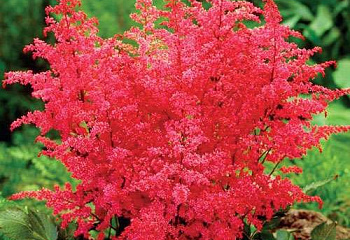 Астильба Astilbe Aphrodite 