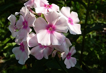 Флокс Phlox Sommerkleid 
