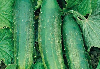 Огурец Cucumber Salad Bush Hybrid 