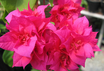 Бугенвиллия или Бумажный цветок  Bougainvillea Klong Fire 