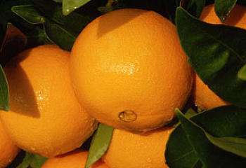 Апельсиновое дерево Orange Tree Buckley 