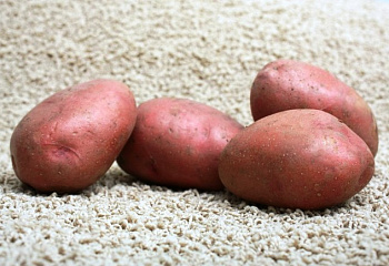 Картофель Potato Rozara 
