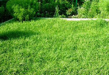 Трава газонная Для ленивых (карликовый) 