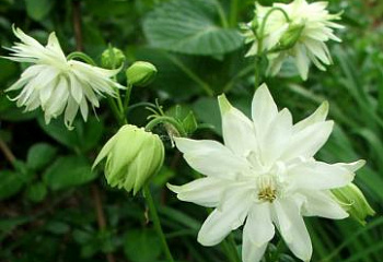 Аквилегия или Водосбор или Цветок Эльфов Aquilegia White 