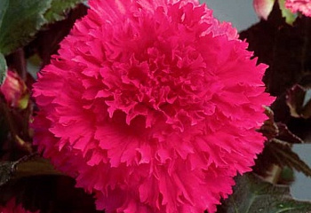Бегония Begonia Fimbriata Pink 