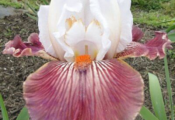 Ирис Íris Back to the future 