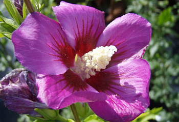 фото: Гибискус Russian Violet Гибискус Russian Violet