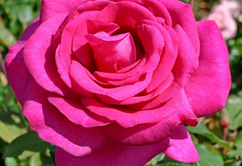 Роза Rósa Parole 