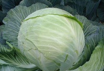 Капуста кочанная Cabbage Stentor 