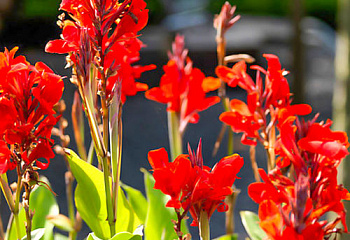 Канна Canna Briljant 