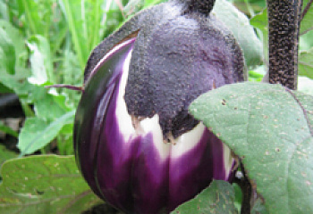 Баклажан Eggplant Prosperosa F1 