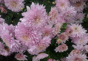 Хризантема Chrysanthemum Slavianotchka 