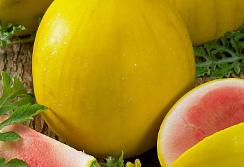 Арбуз Watermelon Golden Midget 