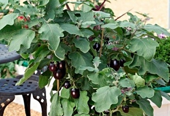 Баклажан Eggplant Pot Black F1 