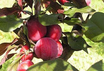 Алыча Prunus divaricataм Пурпуровая