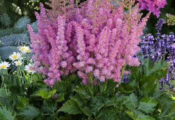 Астильба Astilbe Little Visions in Pink 
