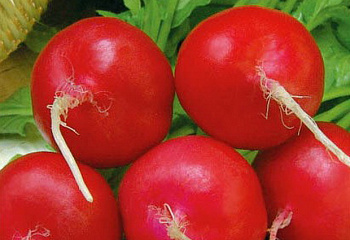 Редис Radish Annabel 