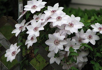 Клематис Clématis Miss Bateman 