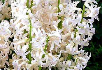 Гиацинт Hyacinthus White Festival 