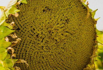 Подсолнечник Sunflower Mas 97A 