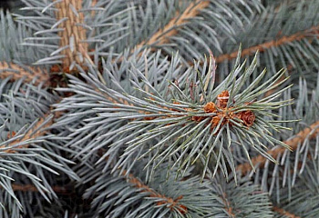 Ель колючая Picea pungens Blue Diamond 