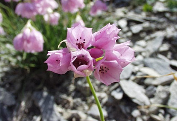 Декоративный лук или Аллиум нарциссоцветковый Allium narcissiflorum 